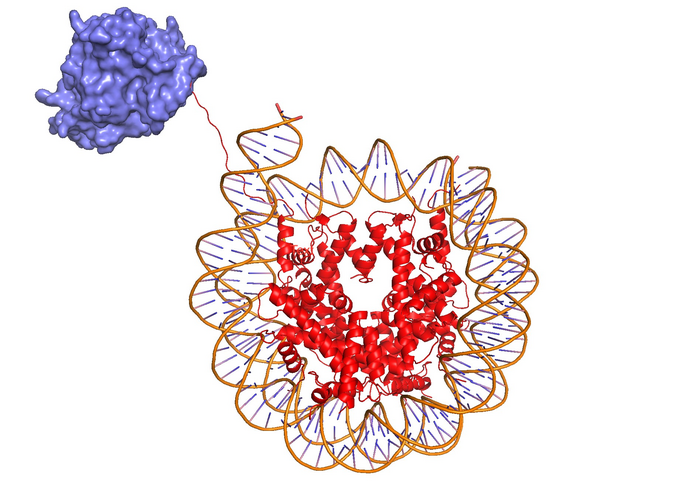 A hypothetical model of EHMT1